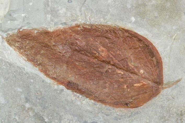 Fossil Hackberry (Celtis) Leaf - Montana #105201